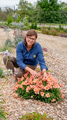 Alstroemeria Patagonia Salmon