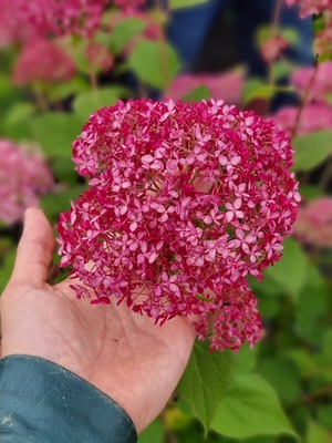Hydrangea Candybelle Sorbet