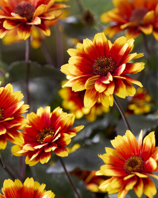 Heliopsis Bonfire Sunset