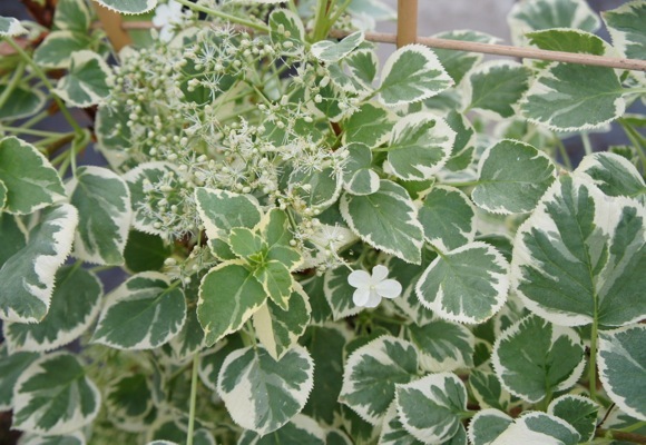 Hydrangea-Silver Lining_Close up flower