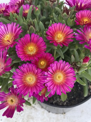 Delosperma Next Level Magenta