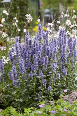 Agastache-Crazy Fortune_Garden