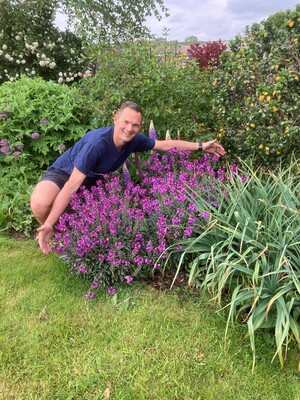 Erysimum Colour Vibe