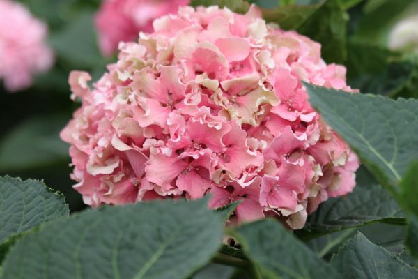 Hydrangea-Spike_Flower