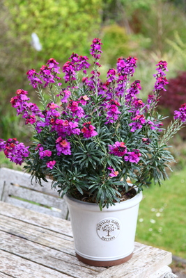 Erysimum Colour Vibe