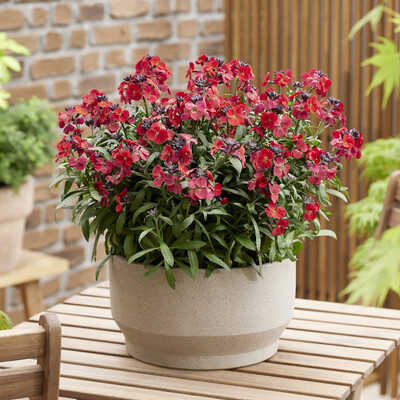 Erysimum Colour Vibe