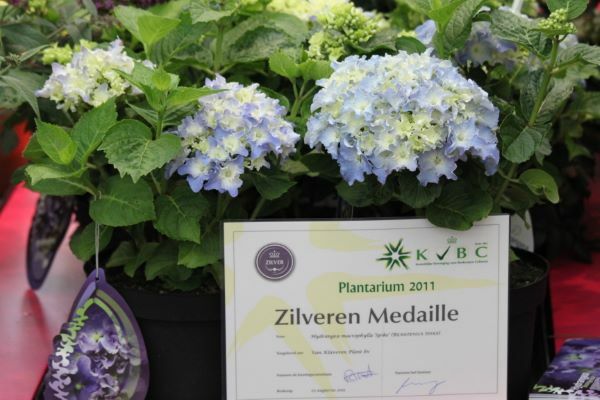 Hydrangea-Spike_Medals