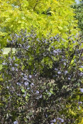 Ceanothus-Tuxedo