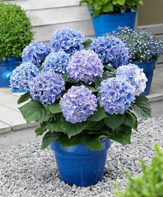 Hydrangea-Spike_Patio