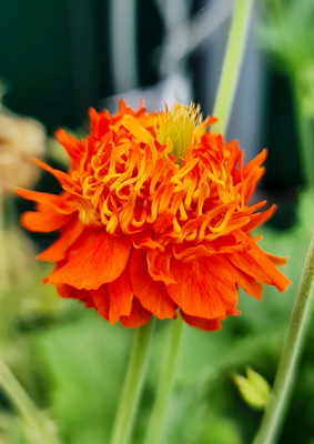 Geum Orange Pumpkin