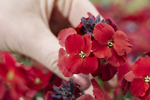 Erysimum Colour Vibe