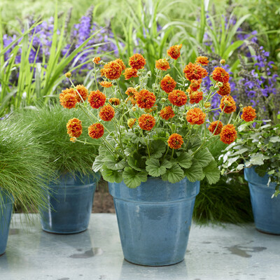 Geum Orange Pumpkin