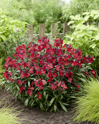 Erysimum Colour Vibe