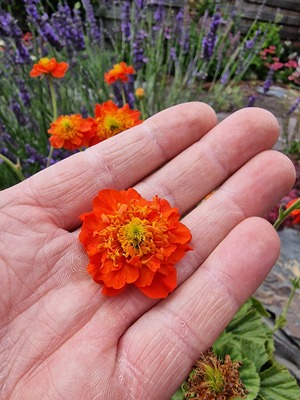 Geum Orange Pumpkin