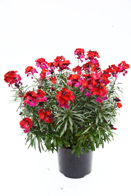 Erysimum Colour Vibe