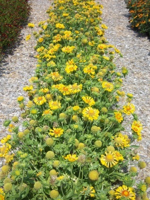 Gaillardia-Moxy_Nursery