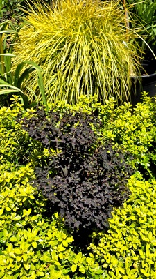 Euphorbia Miner's Berry Bordeaux