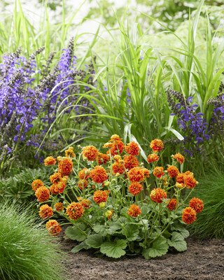 Geum Orange Pumpkin