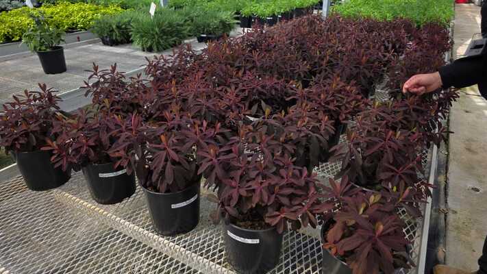 Euphorbia Miner's Berry Bordeaux