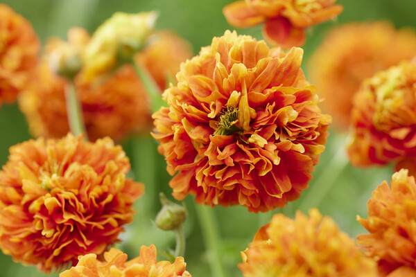 Geum Orange Pumpkin