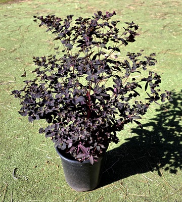 Euphorbia Miner's Berry Bordeaux
