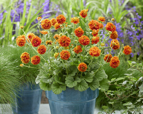 Geum Orange Pumpkin
