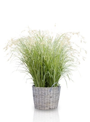 Anthericum-Starlight_Pot