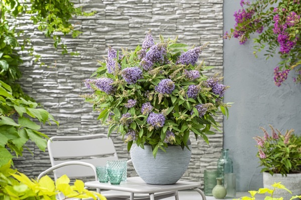 Buddleja-Lila Sweetheart_Patio