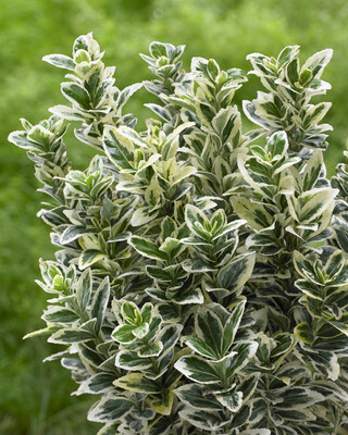 Euonymus White Spire