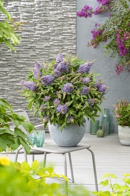 Buddleja-Lila Sweetheart_Patio