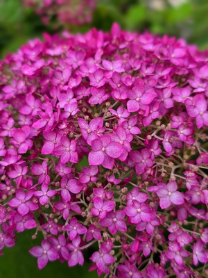 Hydrangea Candybelle Winegum