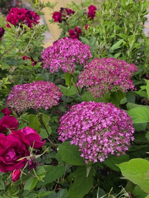 Hydrangea Candybelle Winegum